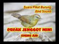 SUARA PIKAT CUCAK JENGGOT MINI PIKAT CIUNG AIR RIBUT