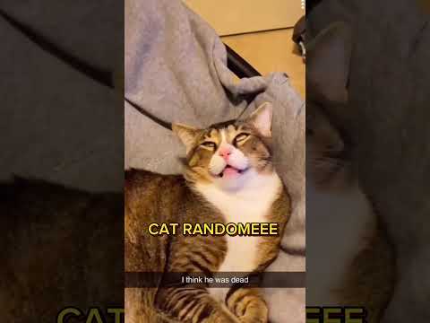 CAT RANDOMEEE CORE 💯💯 #cat #video #fyp #funnycats #funny