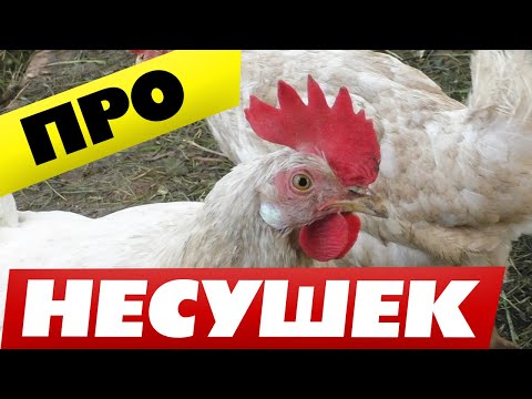 , title : 'Куры несушки содержание и уход в домашних условиях 🐔Полезные моменты'