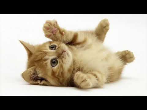 Cats Cause Infertility Myth Or Fact