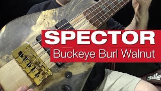 Video thumbnail for Spector NS-5XL 35" Buckeye Burl Walnut by session