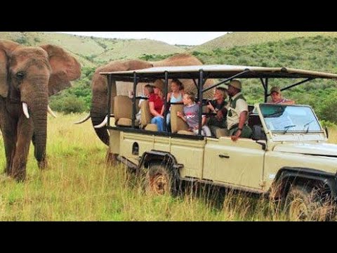 Addo National Park Video - Elephants On the Road, in Water and Forest - 4K HD Altra, Relaxing Music