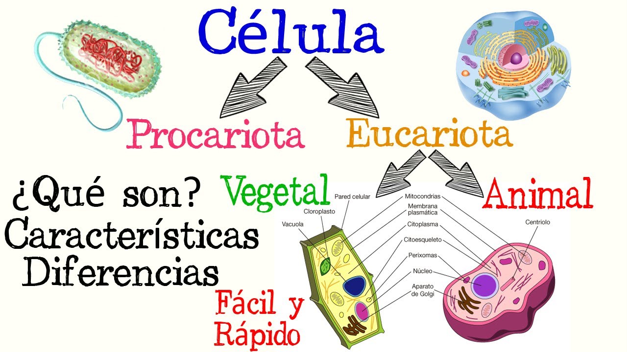 🌐Células Procariotas y Eucariotas🌿🐱 | [Fácil y Rápido] | BIOLOGÍA |