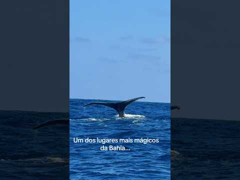 Da charmosa vila da Praia do Forte até o salto da Jubarte! 🐋