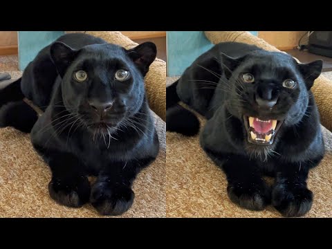 The reaction of the panther Luna to men and women😅😁
