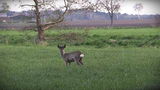 Frühjahrsjagd auf Rehbock - Jagdkrone