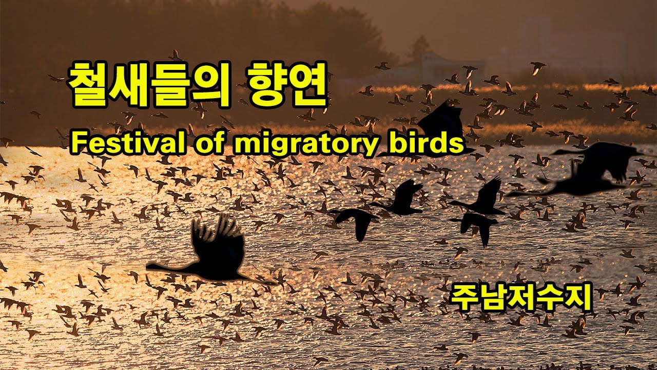 주남 철새들.. 유튜브 썸네일