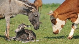 DENUNCIA AL BURRO QUE VIOLÓ A SU VACA. San Roque, Sevilla