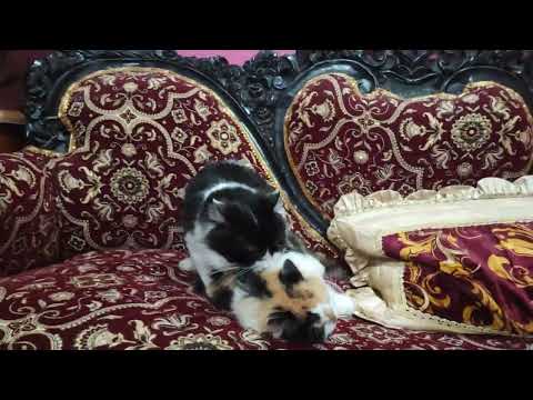 Cat meeting male and female