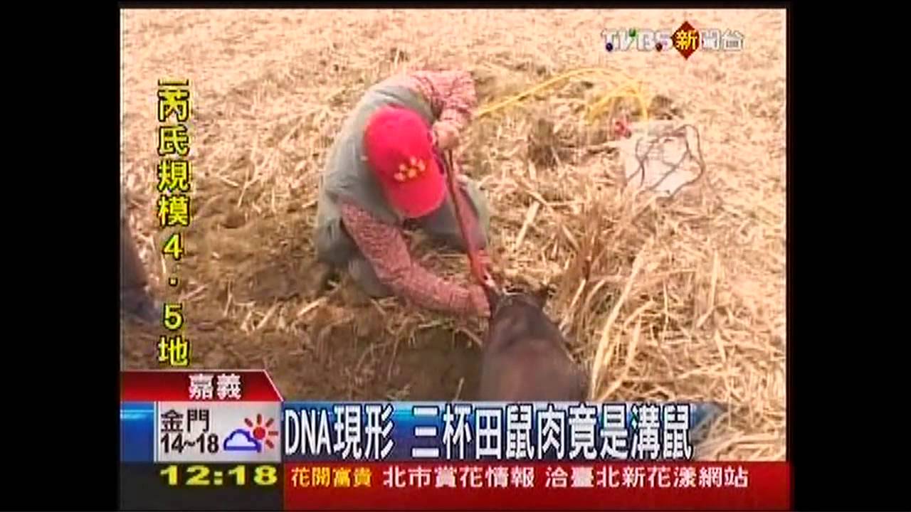 DNA現形　三杯田鼠肉竟是溝鼠