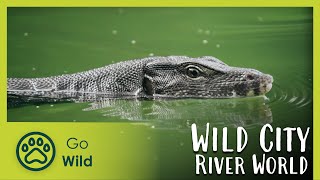 River World - Wild City 6/6 | Go Wild