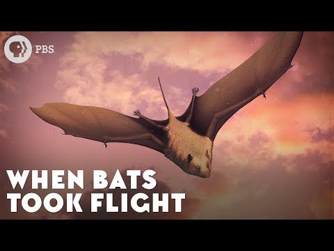 image-Why are bats the only mammals that can fly?