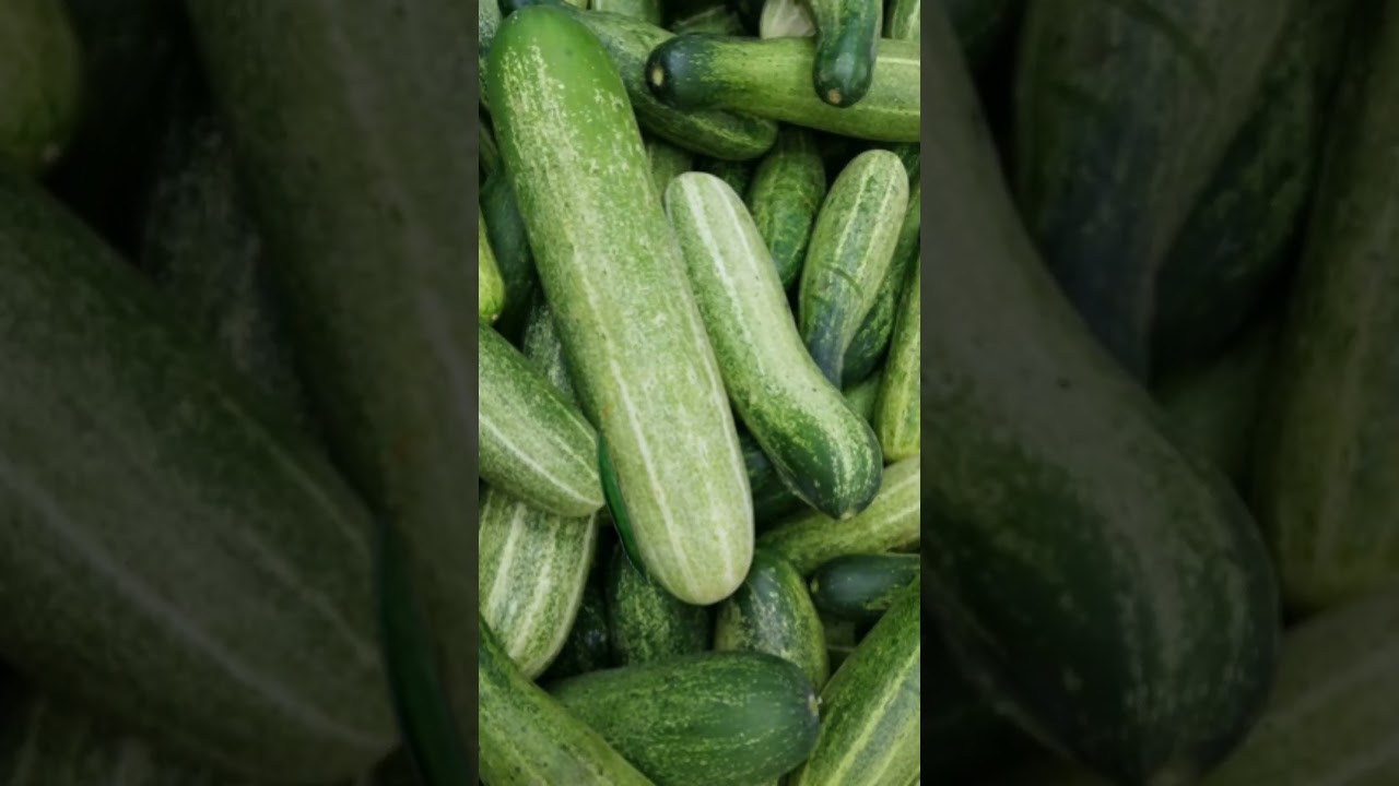 🥒 Green is Life Cucumber 🥒 Funny Memes . ✨