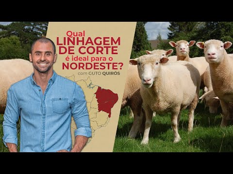 QUAL A RAÇA DE CORDEIRO IDEAL PARA O NORDESTE? - Falai Guto #02