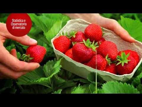 CSO Italy, da sempre al servizio dell'ortofrutta italiana!