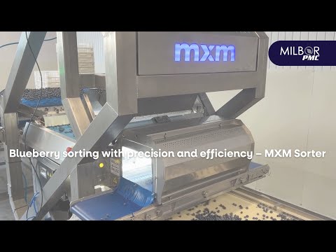 Blueberry sorting with precision and efficiency – MXM Sorter | Milbor PMC