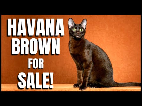 Havana Brown for Sale!