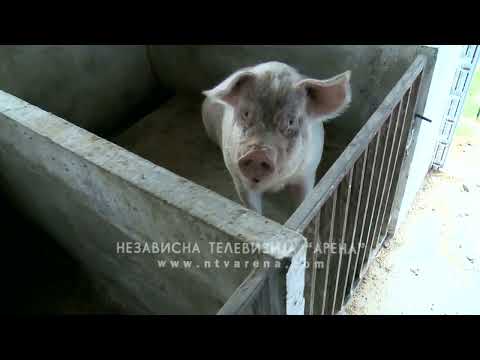 Na pragu je svinjokolj;  Kakvo je stanje na tržištu i farmama svinja ?