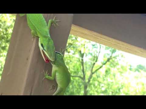 image-What do Texas anole lizards eat?