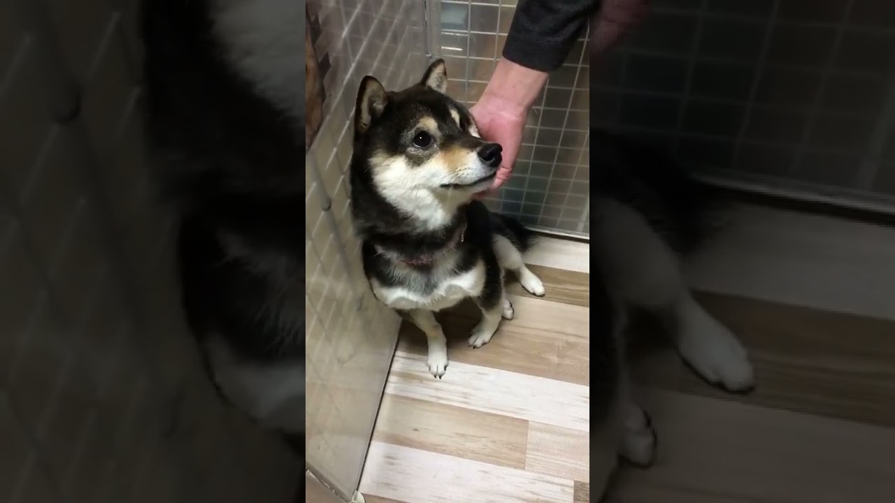 【豆柴】可愛すぎるwww #shorts