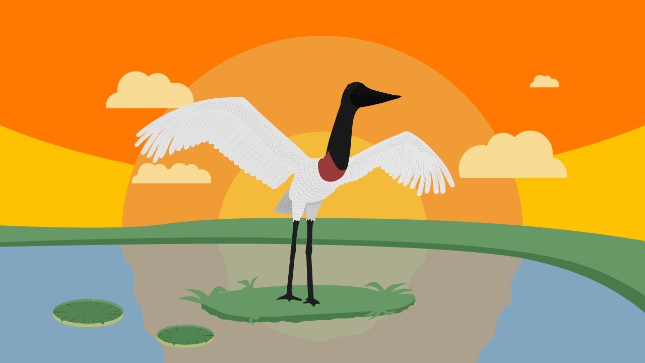 Curiosidades do Pantanal