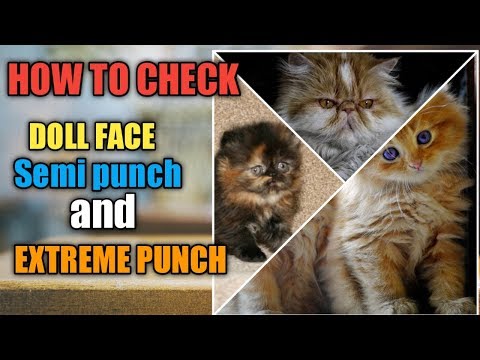 Persian cat face types ! doll face ! Semi punch ! extreme punch
