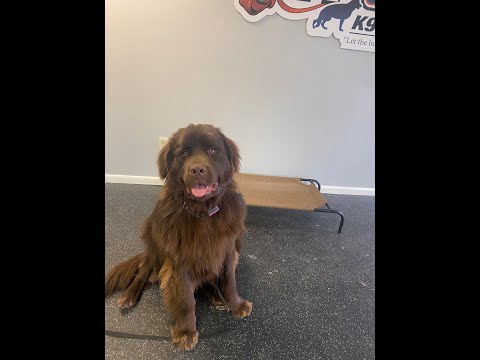9 Month Old Newfoundland “Tank" Before/After Video | 2-Week Board and Train | Erie