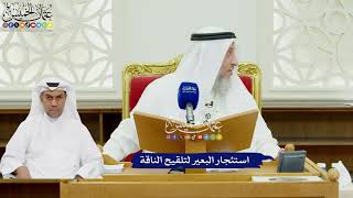 491 - استئجار البعير لتلقيح الناقة - عثمان الخميس