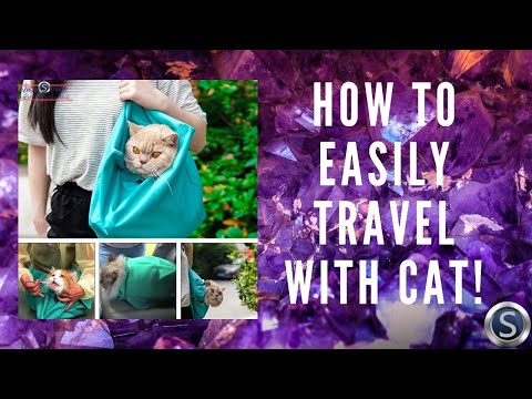 HOW TO EASILY TRAVEL WITH CAT