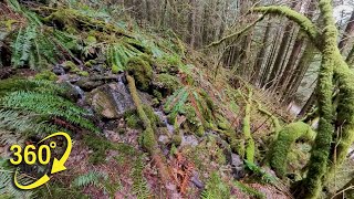 360° VR Forest Relaxation - Temperate Rainforest Stream in British Columbia