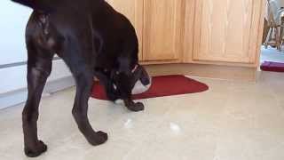 preview picture of video 'Bella, Chocolate Lab Puppy Enjoys Ice cubes @ Pawzitive FX Pet Sitting'