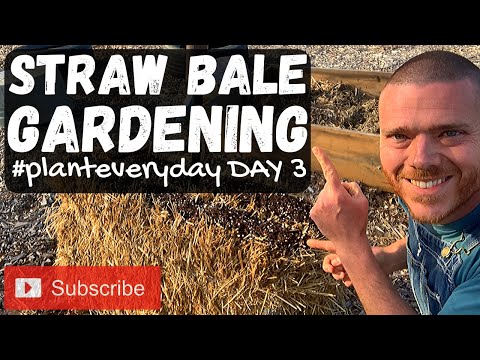Straw Bale Gardening - #planteveryday - Prepping - Homesteading