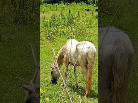 as maravilhas de Minas gerais...🙏🏻🕊️🦆🦤