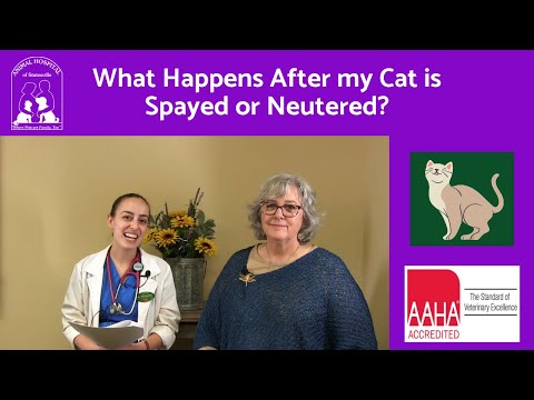 What Happens After my Cat is Spayed or Neutered?