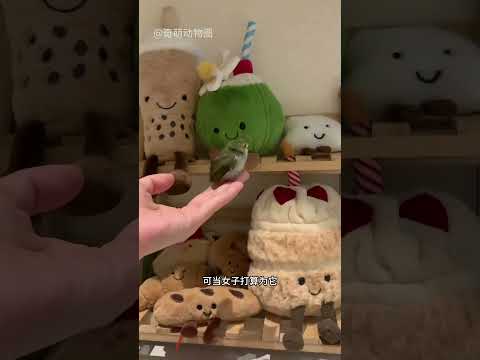 女子捡到被遗弃的小猫，发现它被一只鸟守护，真有跨越物种的爱 #animals #奇妙的動物