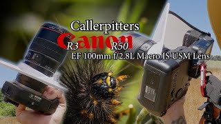 Callerpitters with the  Canon EF 100mm F/2.8 macro lens on the Canon R50 & the R3 too!