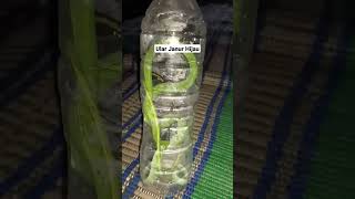 Download lagu Bertemu Ular Janur Hijau Di Sawah mp3