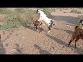 Goat Mating Lamb And Goat Video