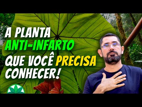 Como a embaúba pode salvar o seu coração