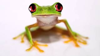Happy Birthday to You - Funny Birthday Songs (Tango The Tree Frog)