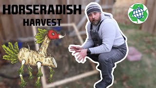 Harvesting and Storing Horseradish