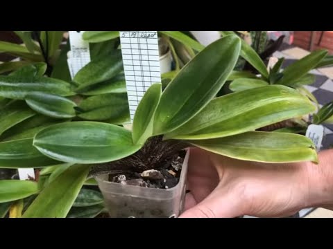 Часть 4. ОрхоУчет. Дендробиум, эпидендрум, энциклия, и грустные башмачки 😱❤️