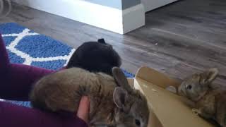 Domestic rabbit Rabbits Videos