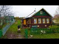 How Russians live in a village. Autumn in the Russian North. Neighbors in the village