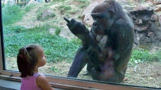 Kids At The Zoo New Compilation 2016 - Funny Babies At The Zoo