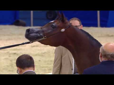 84 SUHAILA AL ZOBAIR Dubai 2018