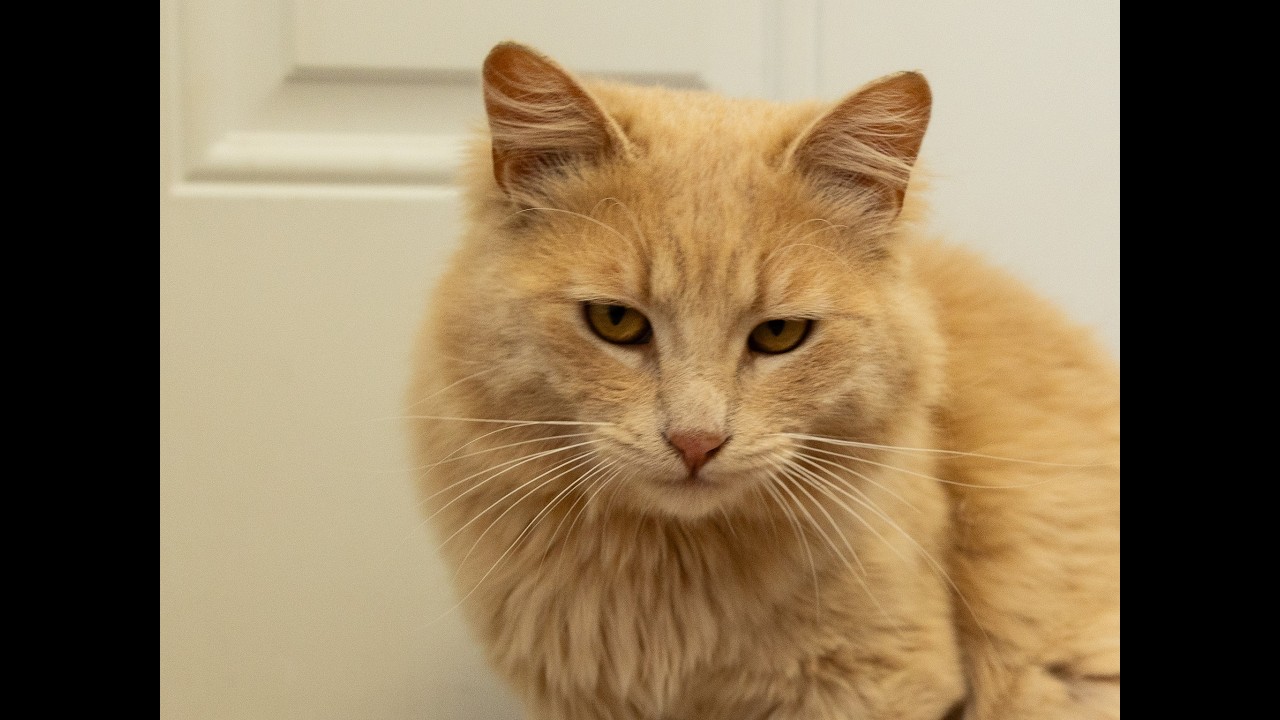 Franklin, a ADOPTABLE mixed breed in Republic, WA video 6/6