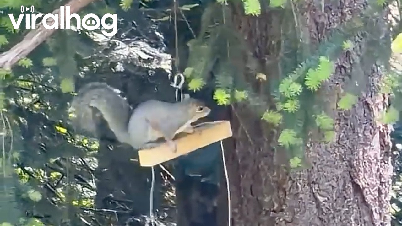 I Call It the Tilt-a-Squirrel || ViralHog