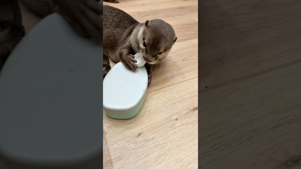 ふたを開けれるようになりました✨#shorts