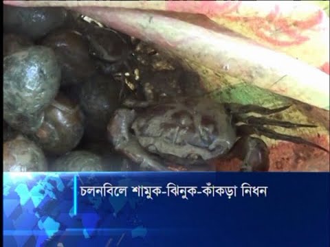 নাটোরের চলনবিলে অবাধে চলছে শামুক, ঝিনুক ও কাঁকড়া সংগ্রহ | ETV News